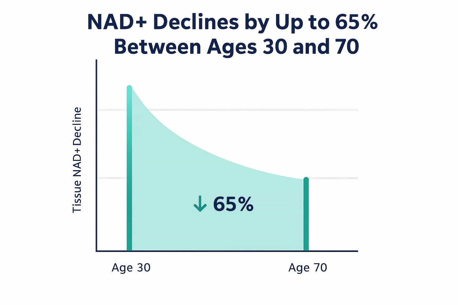 NAD+ Declines by Up to 65% Between Ages 30 and 70